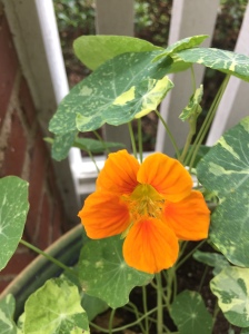 A blooming orange nastursium