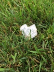  A heart shaped piece of selenite from glitter mountain in Saint Georges Utah rests on grass .