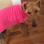  Photo shows Matilda the welsh terrier looking at the camera while wearing a pink fleece doggy jacket. 